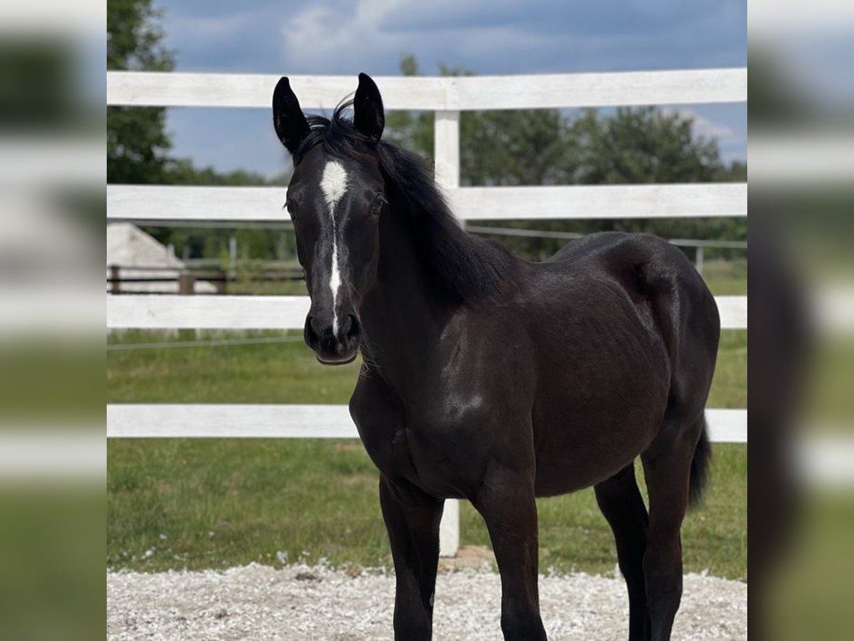 Anglo European Studbook Mare 1 year in Opole
