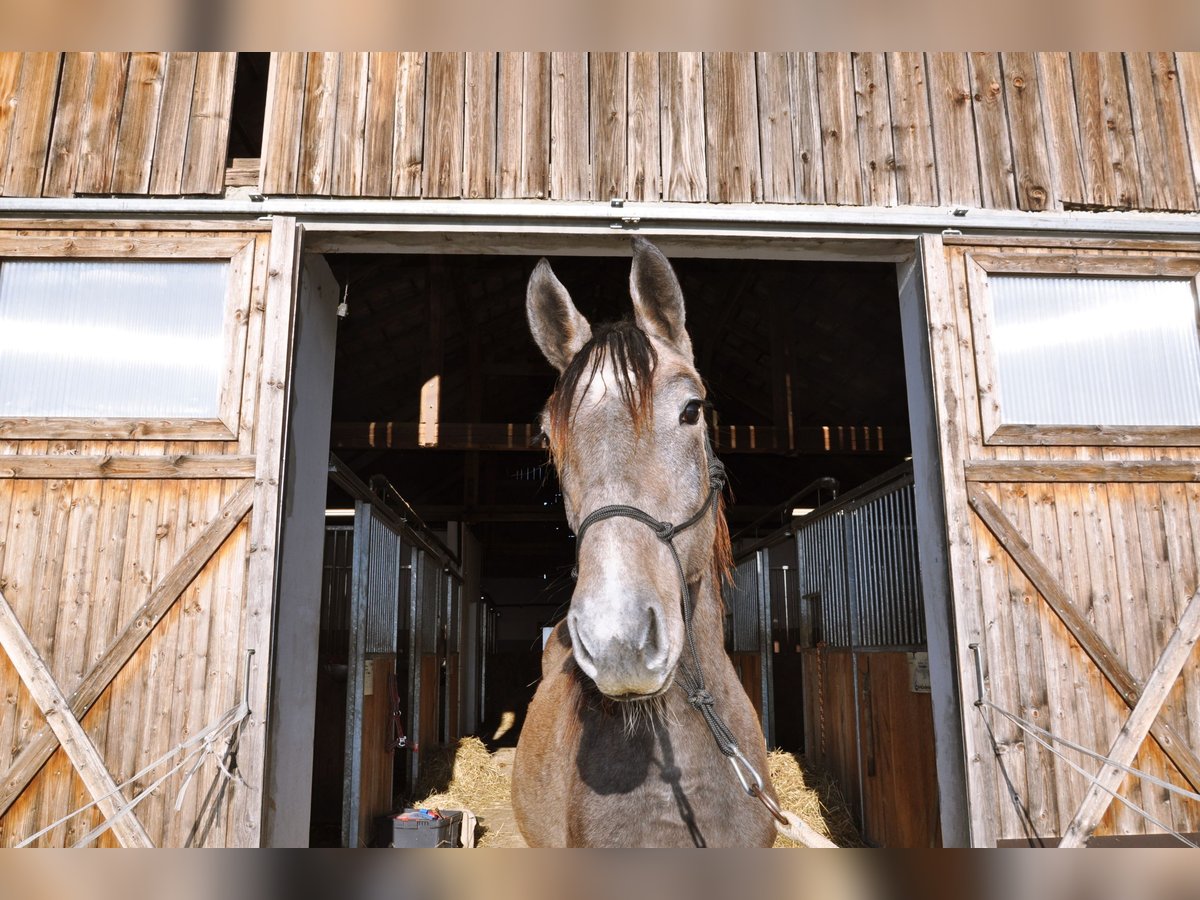 Anglo European Studbook Mare 2 years 14,1 hh Gray-Dark-Tan in Mozirje