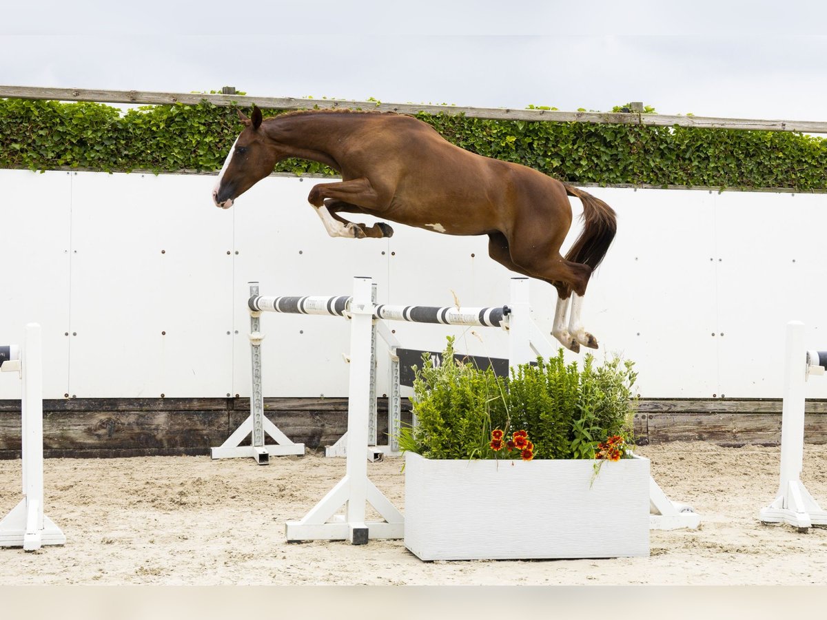 Anglo European Studbook Mare 2 years 14,2 hh Chestnut-Red in Waddinxveen