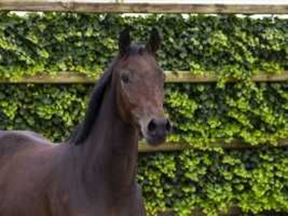 Anglo European Studbook Mare 2 years 15,1 hh Bay-Dark in Waddinxveen