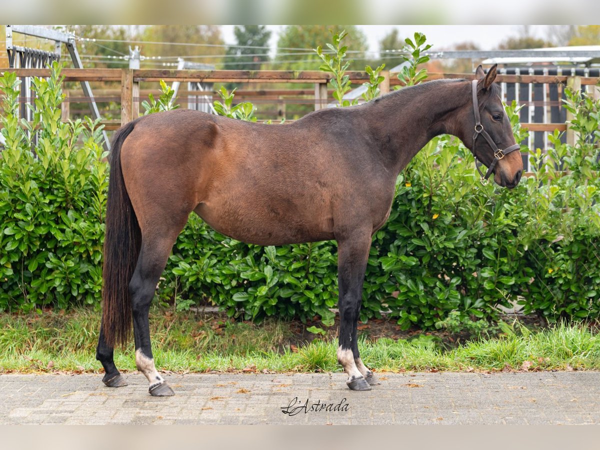 Anglo European Studbook Mare 2 years 15,1 hh Brown in Bladel