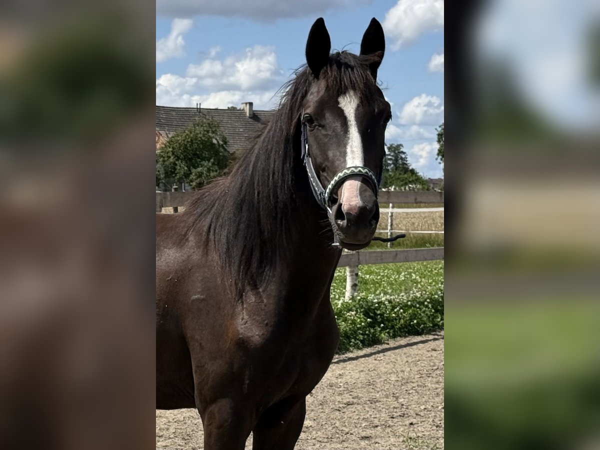 Anglo European Studbook Mare 2 years 15 hh Brown in Suszec