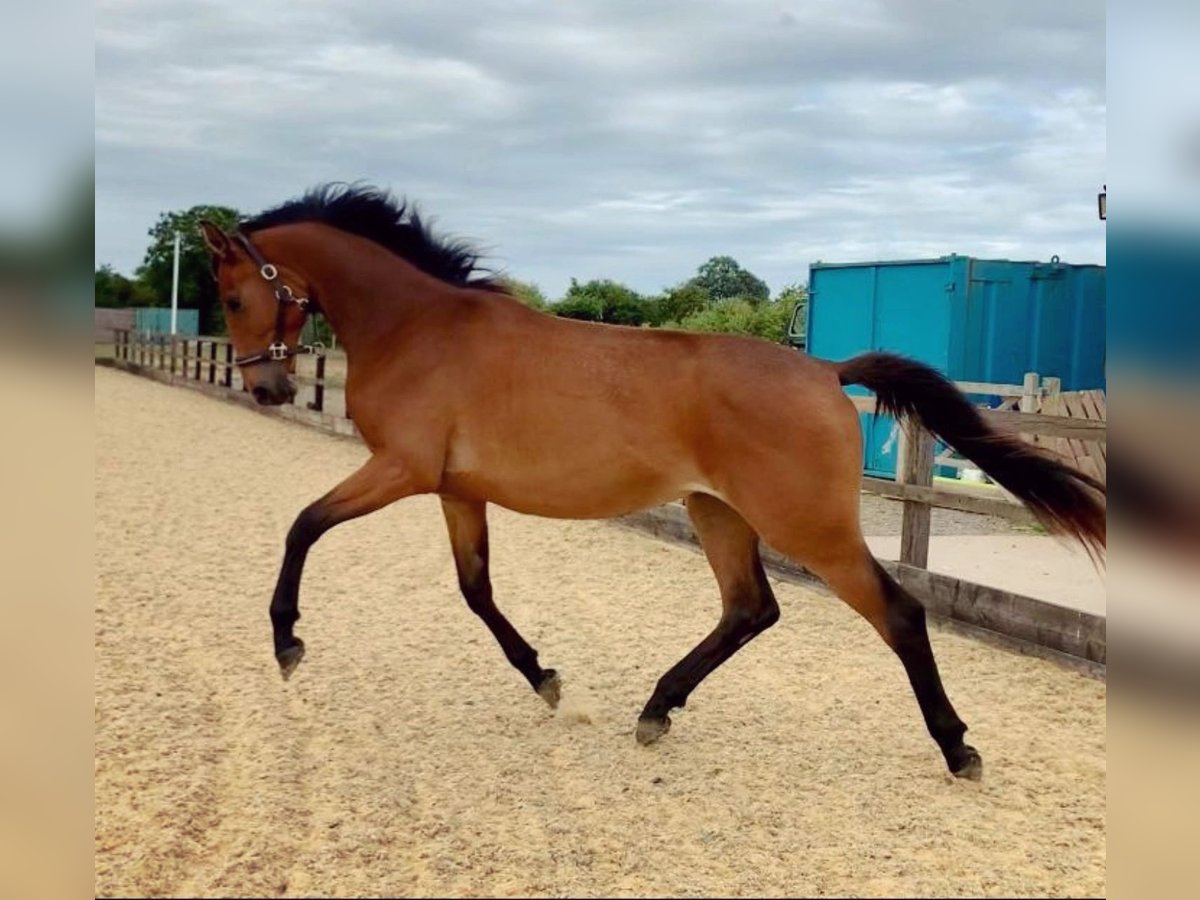 Anglo European Studbook Mare 2 years Bay in Gloucester