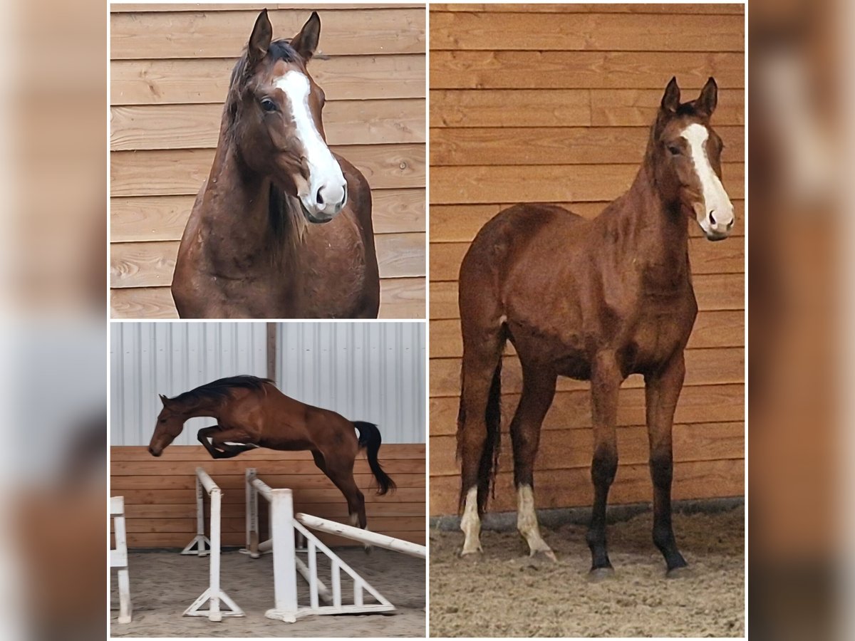 Anglo European Studbook Mare 2 years in Den Ham Anglo European Studbook Mare 2 years in Den Ham