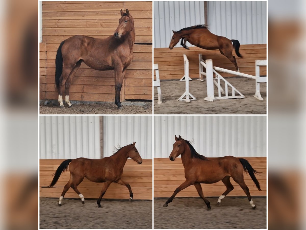 Anglo European Studbook Mare 2 years in Den Ham Anglo European Studbook Mare 2 years in Den Ham