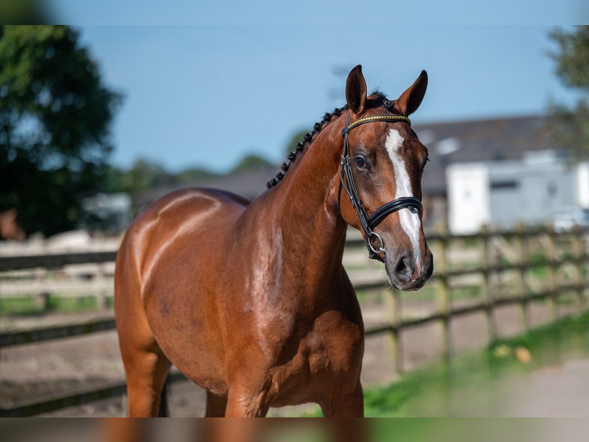 Anglo European Studbook Mare 3 years 15,2 hh Brown in Wijchmaal