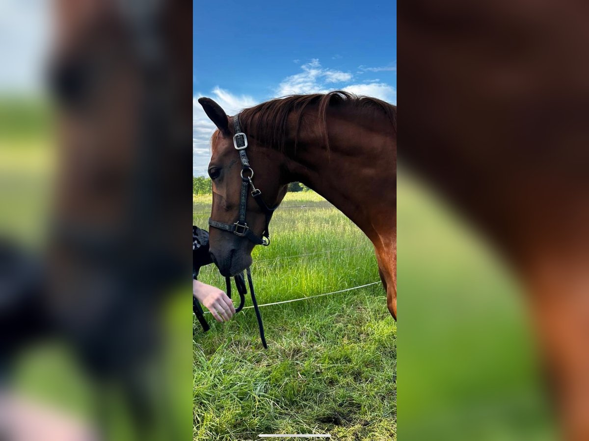 Anglo European Studbook Mare 3 years 16,1 hh Chestnut in Schortens Schoost