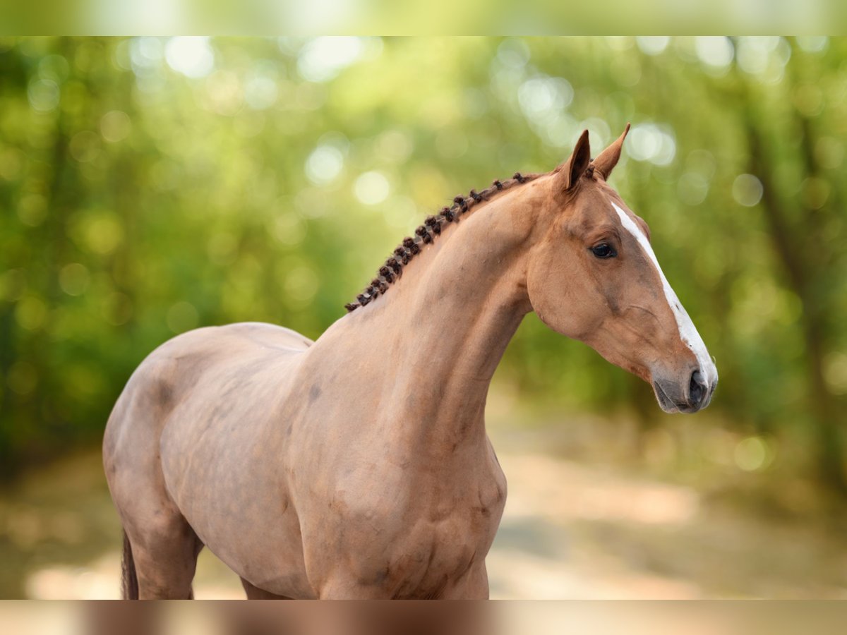 Anglo European Studbook Mare 3 years 16 hh Chestnut-Red in GROTE-BROGEL