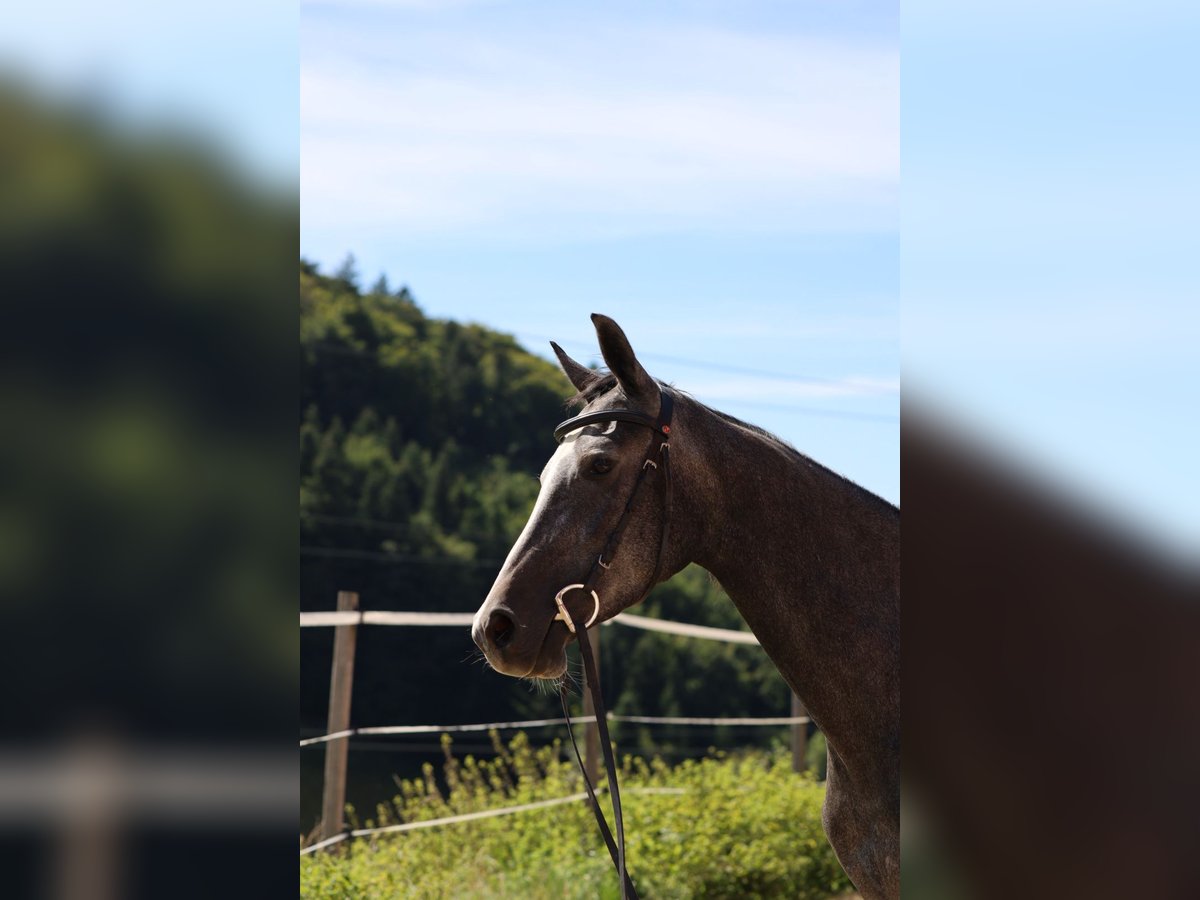 Anglo European Studbook Mare 3 years 16 hh Grey in Nunningen