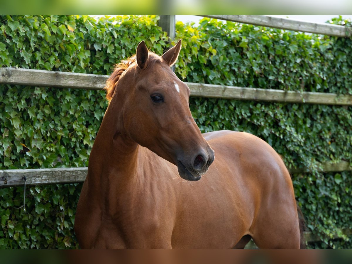 Anglo European Studbook Mare 3 years 16,1 hh Chestnut-Red in Waddinxveen Anglo European Studbook Mare 3 years 16,1 hh Chestnut-Red in Waddinxveen