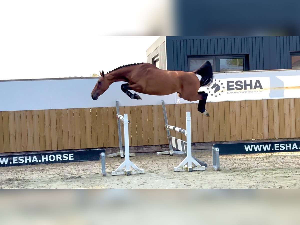 Anglo European Studbook Mare 4 years 15,2 hh Brown in GROTE-BROGEL