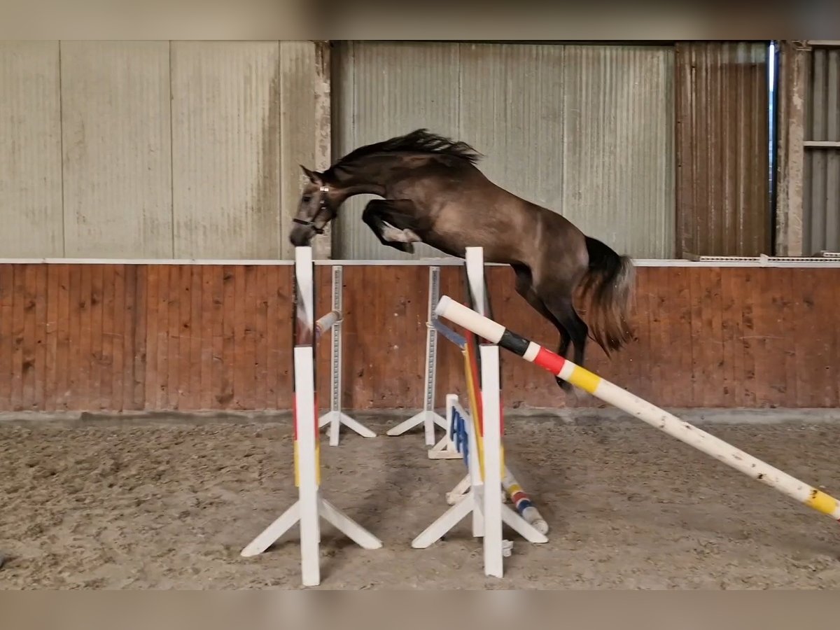 Anglo European Studbook Mare 4 years 15,2 hh Roan-Bay in Ysselsteyn