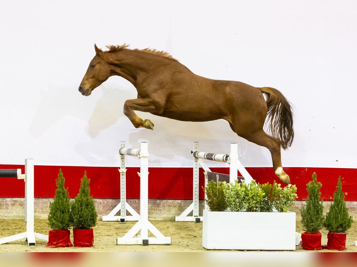 Anglo European Studbook Mare 4 years 16,2 hh Chestnut-Red in Waddinxveen