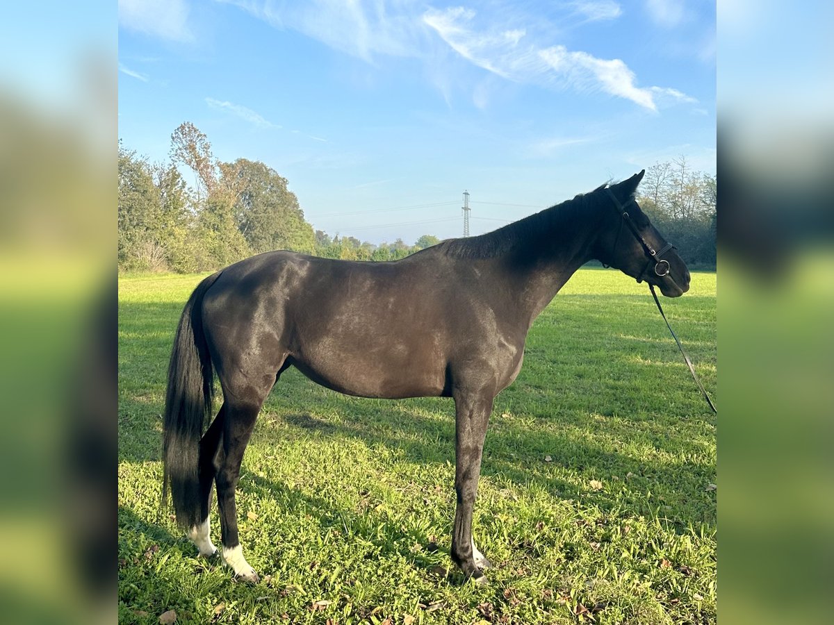 Anglo European Studbook Mare 4 years 16 hh Black in GROTE-BROGEL