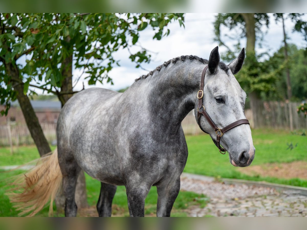 Anglo European Studbook Mare 4 years 16,2 hh Grey in GROTE-BROGEL