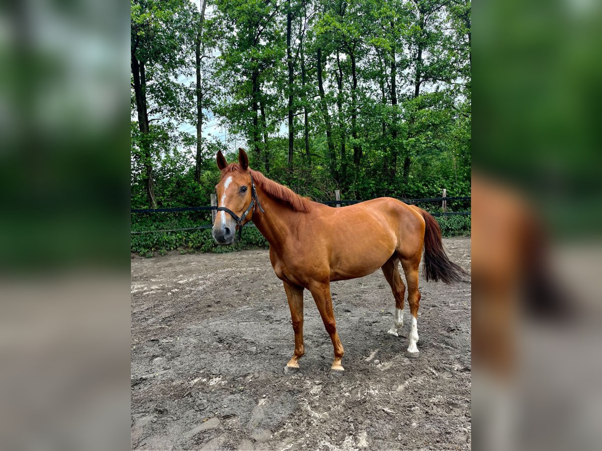Anglo European Studbook Mare 5 years 15,2 hh Chestnut-Red in Hamm