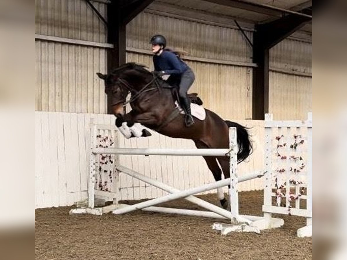 Anglo European Studbook Mare 5 years 16 hh Bay in KENT