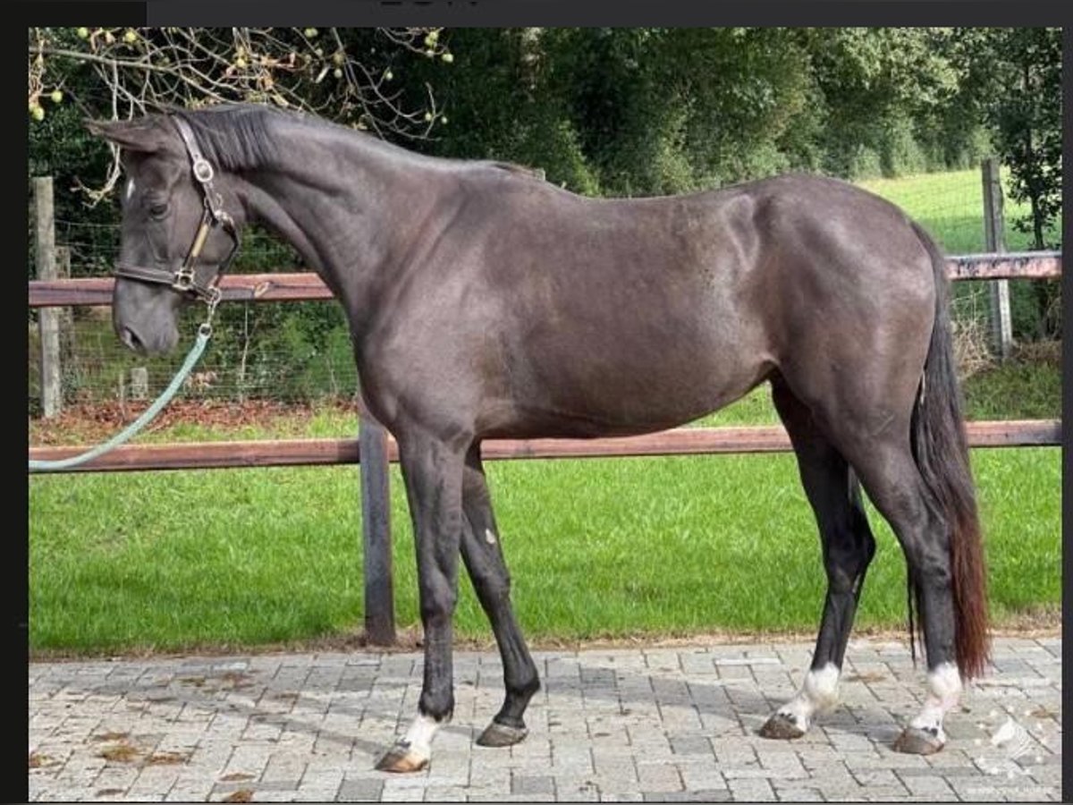 Anglo European Studbook Mare 5 years 16 hh Black in Bocholt