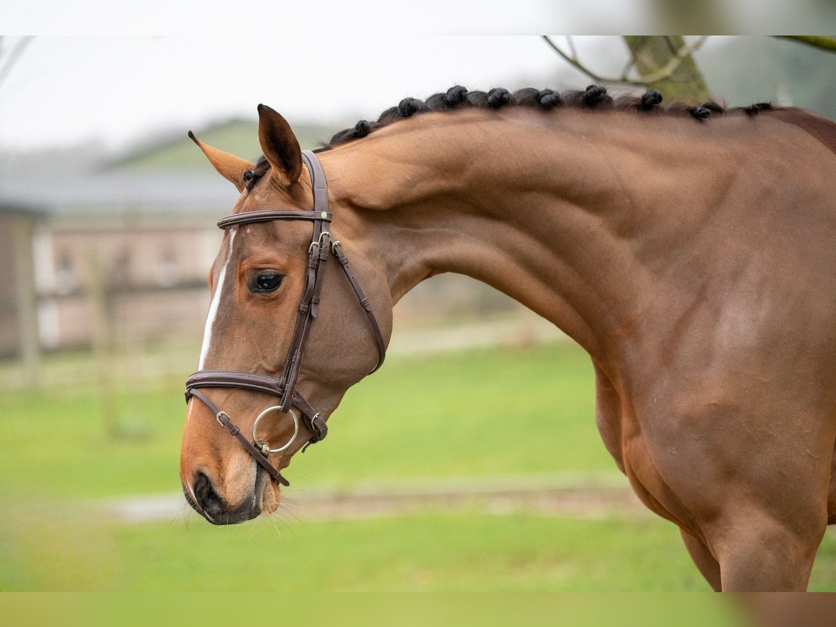 Anglo European Studbook Mare 5 years 16 hh Chestnut-Red in GROTE-BROGEL