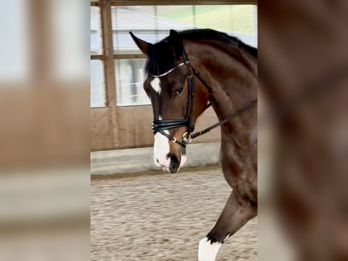 Anglo European Studbook Mare 5 years 16,2 hh Pinto in Belp
