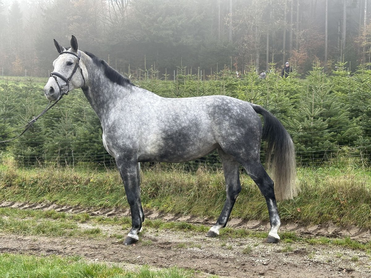 Anglo European Studbook Mare 5 years 17 hh Gray in Regau