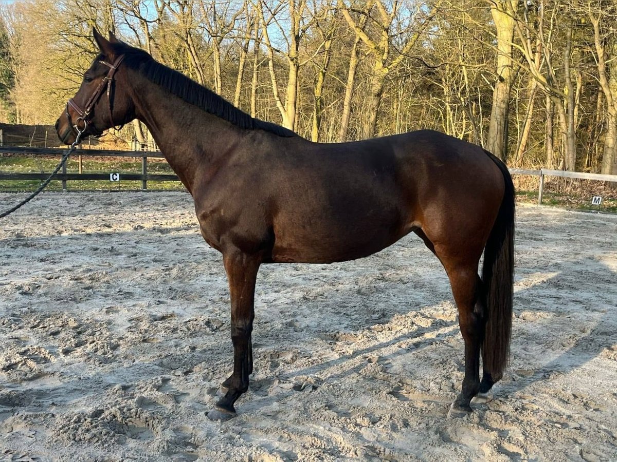 Anglo European Studbook Mare 6 years 15,3 hh Brown in Langenboom