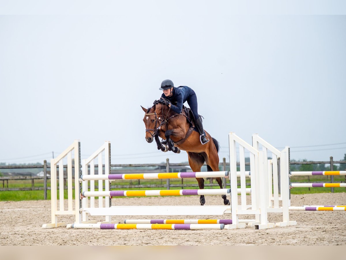 Anglo European Studbook Mare 6 years 15,2 hh Brown in GROTE-BROGEL
