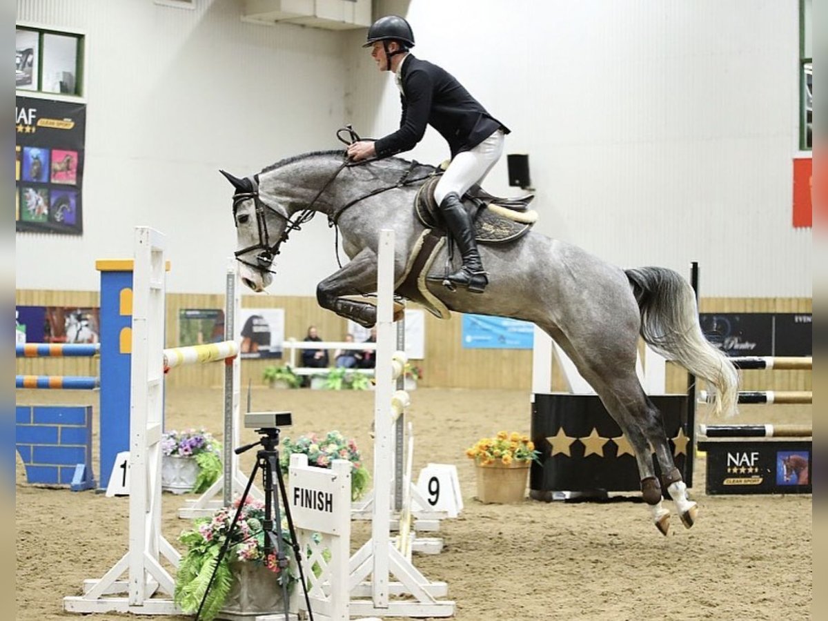 Anglo European Studbook Mare 6 years 16 hh Gray-Dapple in Gloucester