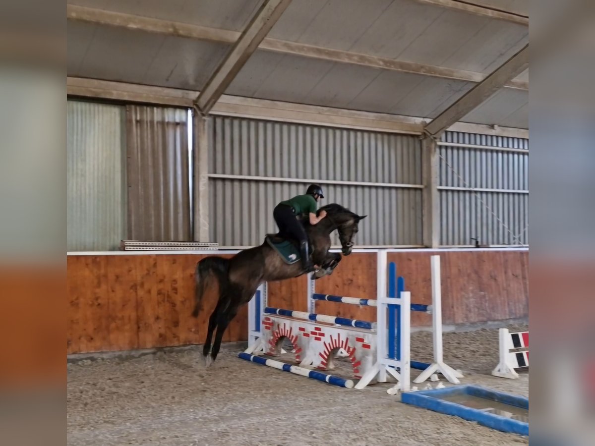 Anglo European Studbook Mare 6 years 16 hh in Ysselsteyn
