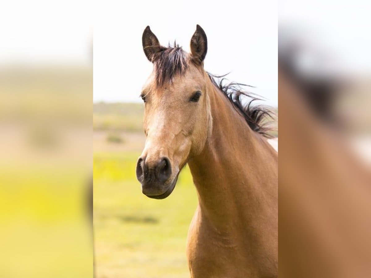 Anglo European Studbook Mare 7 years 14,2 hh Dun in Forcalquier