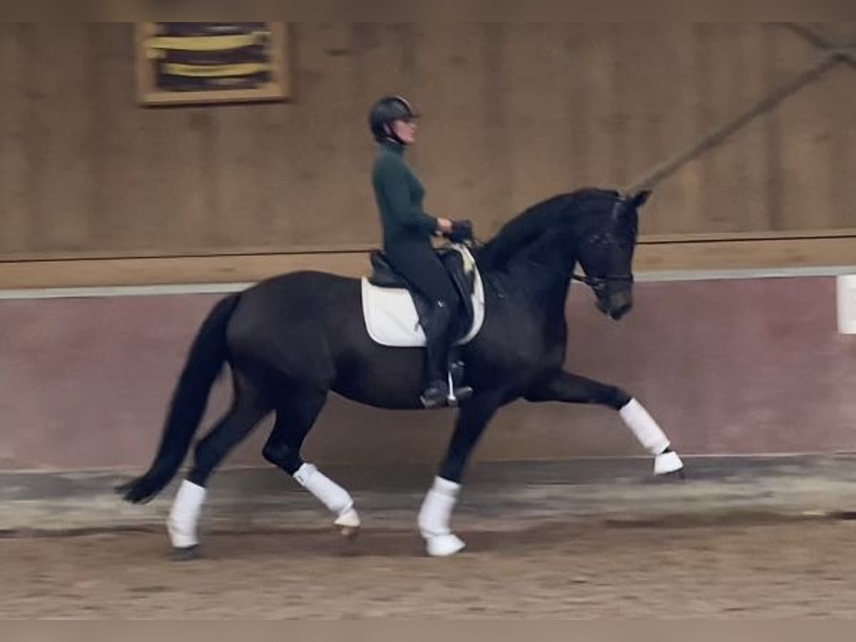 Anglo European Studbook Mare 7 years 16,1 hh Bay-Dark in Bretten