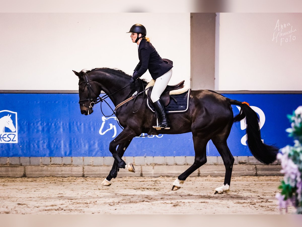 Anglo European Studbook Mare 7 years 16,1 hh Smoky-Black in Michalowice