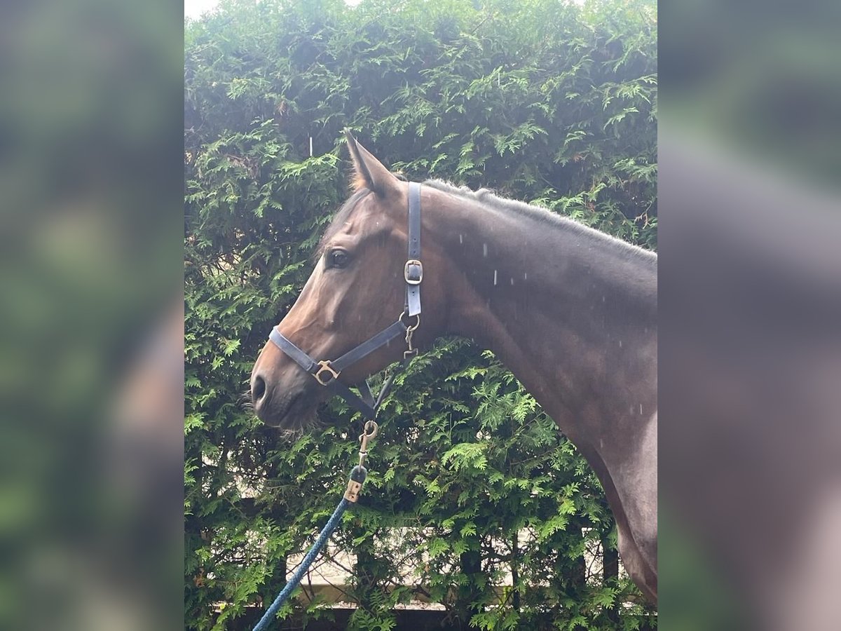 Anglo European Studbook Mare 7 years 16 hh Bay-Dark in Herzberg (Elster)