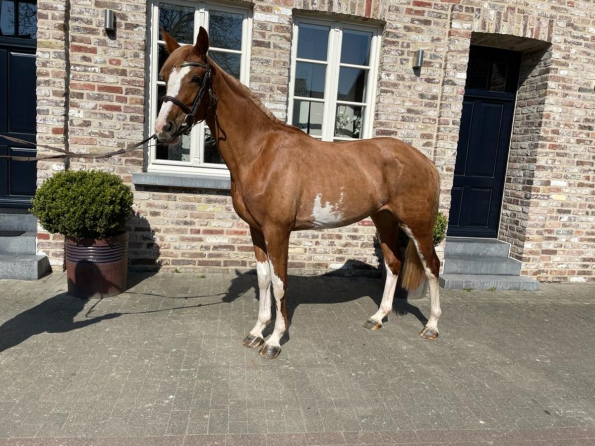Anglo European Studbook Mare 7 years 16 hh Chestnut-Red in Schwalmtal Anglo European Studbook Mare 7 years 16 hh Chestnut-Red in Schwalmtal