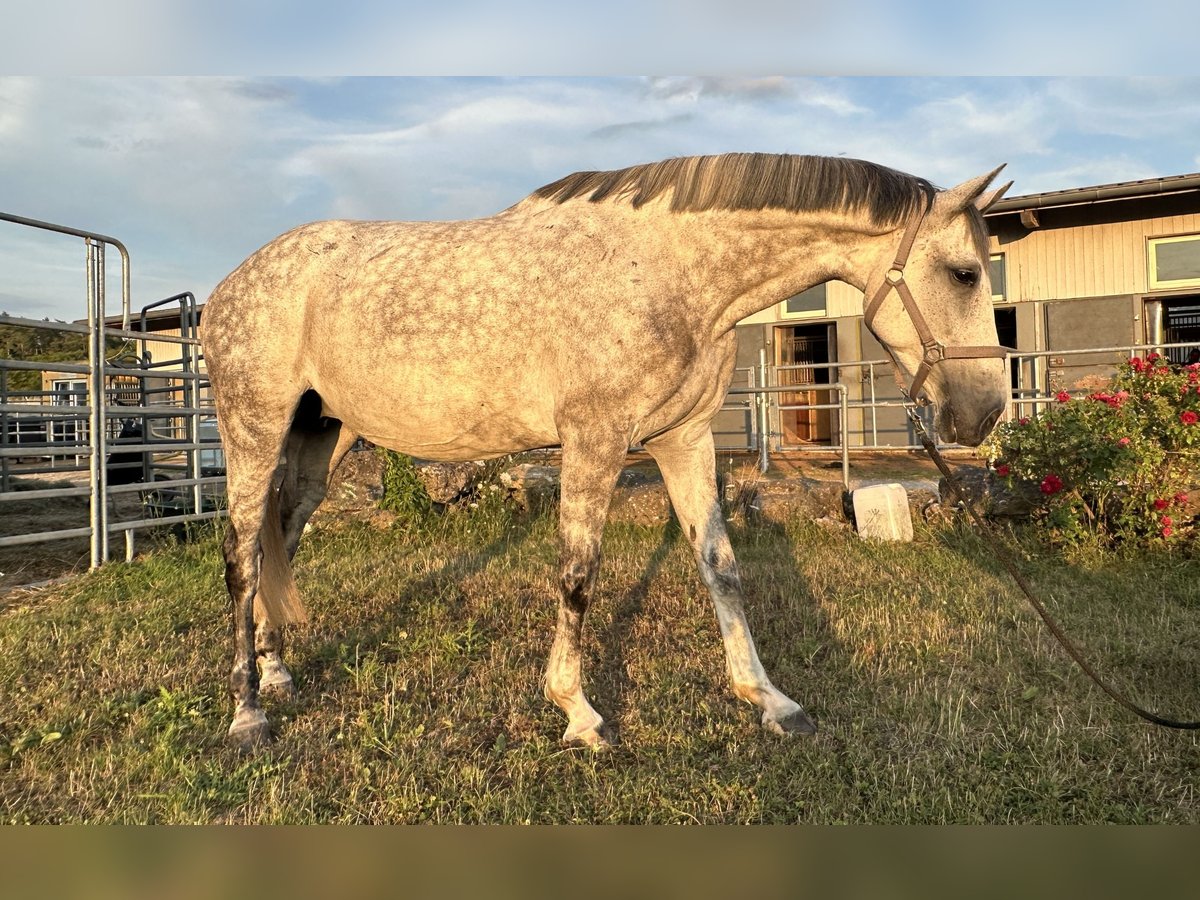 Anglo European Studbook Mare 7 years 16,2 hh Grey-Dapple in W&#xFC;rzburg