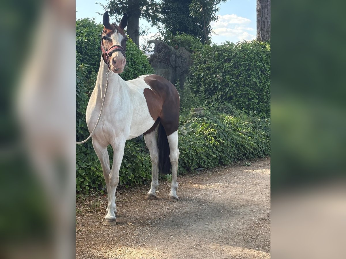 Anglo European Studbook Mare 8 years 15,2 hh Pinto in Heusden zolder