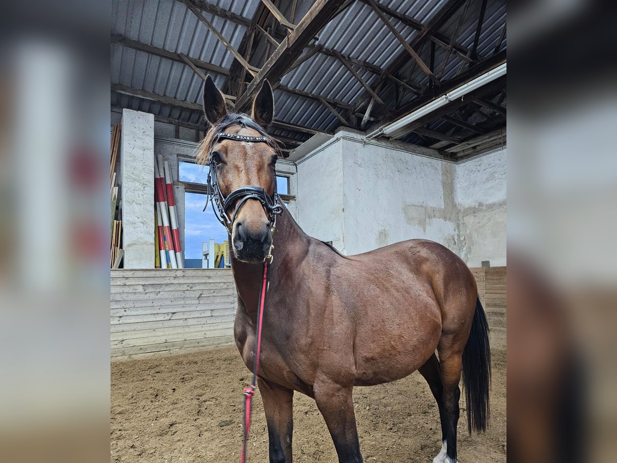 Anglo European Studbook Mare 8 years 16 hh Brown in Sperenberg