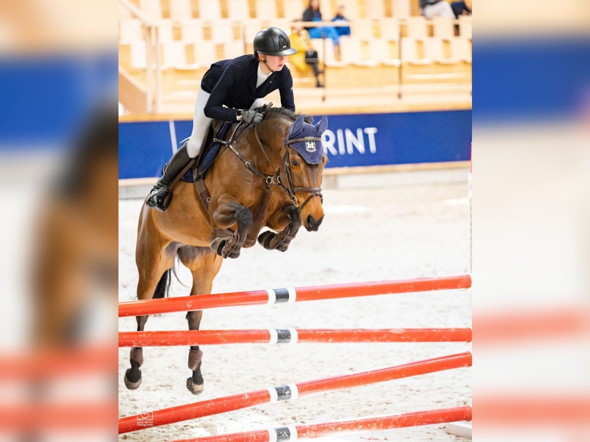 Anglo European Studbook Mare 8 years 16 hh Brown in Balkasodis