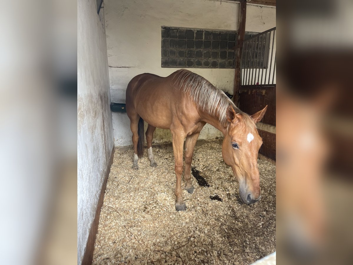 Anglo European Studbook Mare 9 years 18 hh in Ústí nad Labem