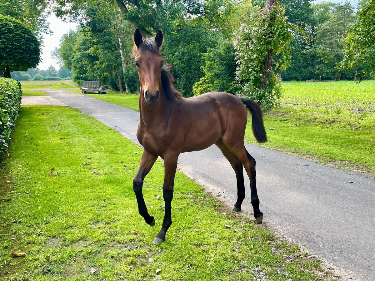 Anglo European Studbook Mare Foal (02/2024) 16,2 hh Brown in Neuenkirchen