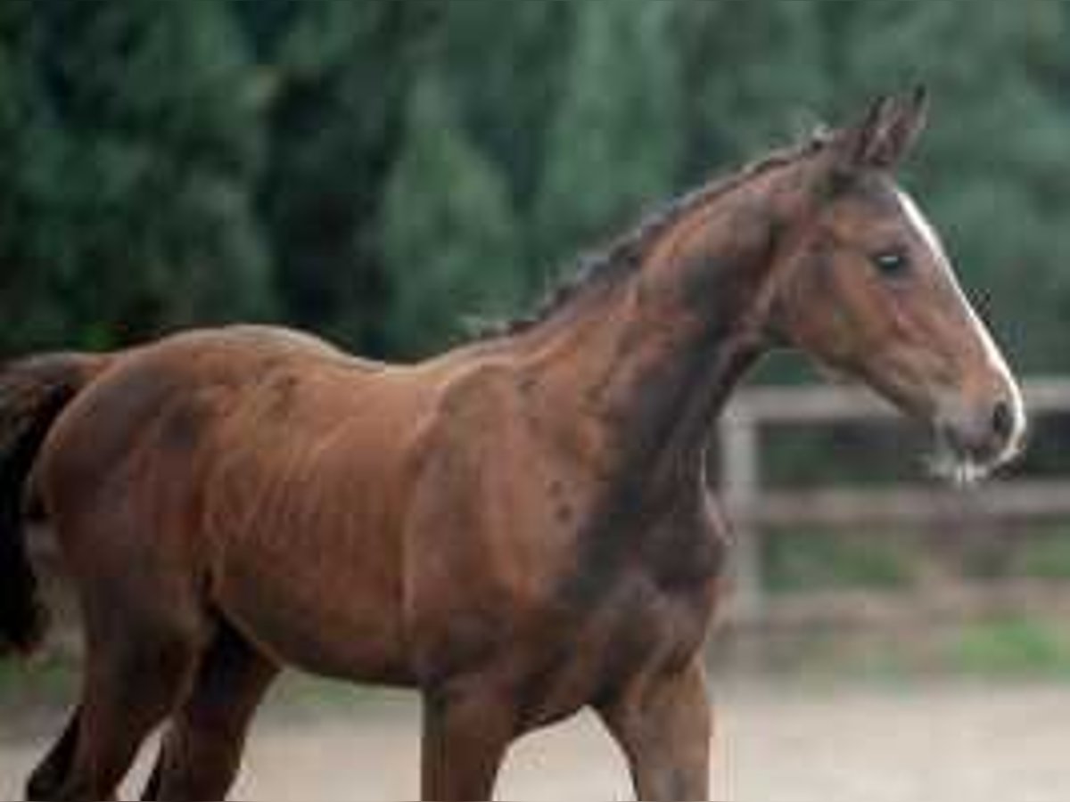 Anglo European Studbook Mare Foal (06/2024) 16,2 hh Brown in Waddinxveen