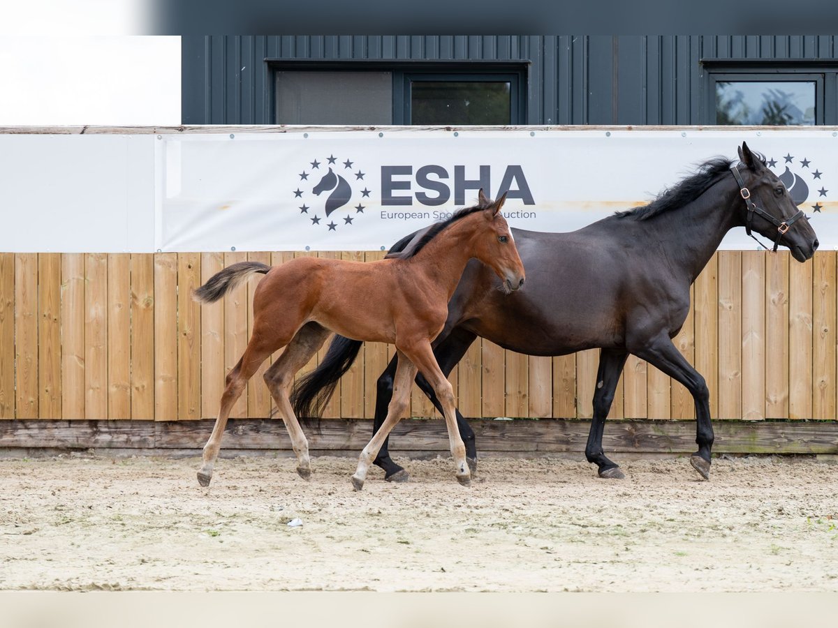 Anglo European Studbook Mare Foal (05/2025) Brown in GROTE-BROGEL
