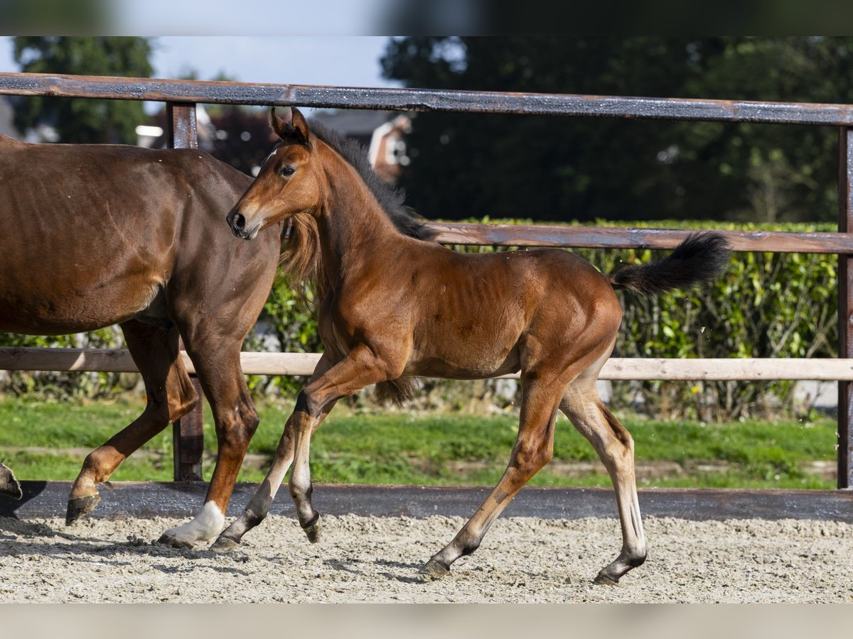 Anglo European Studbook Mare Foal (06/2025) Brown in Waddinxveen