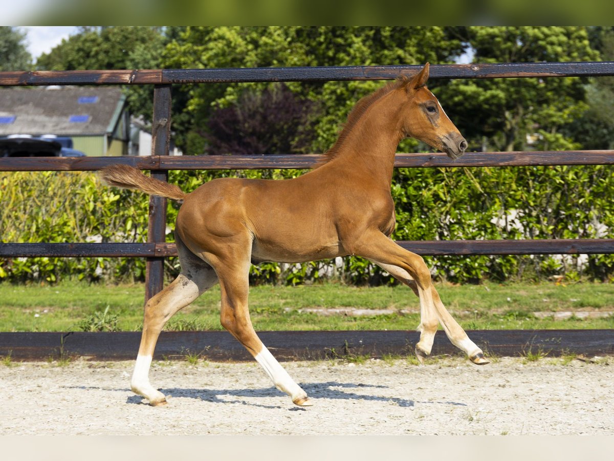 Anglo European Studbook Mare Foal (05/2025) Chestnut-Red in Waddinxveen