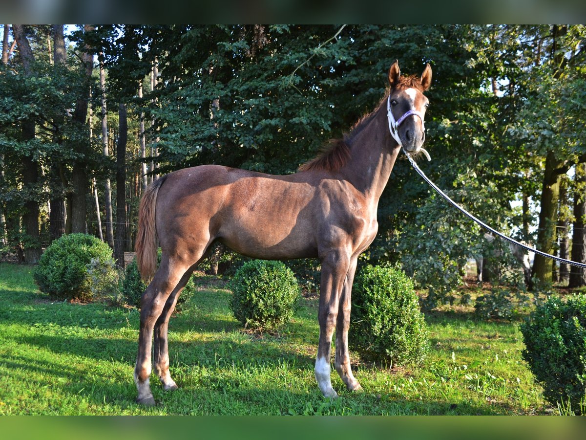 Anglo European Studbook Mare Foal (03/2024) Gray-Fleabitten in Opole