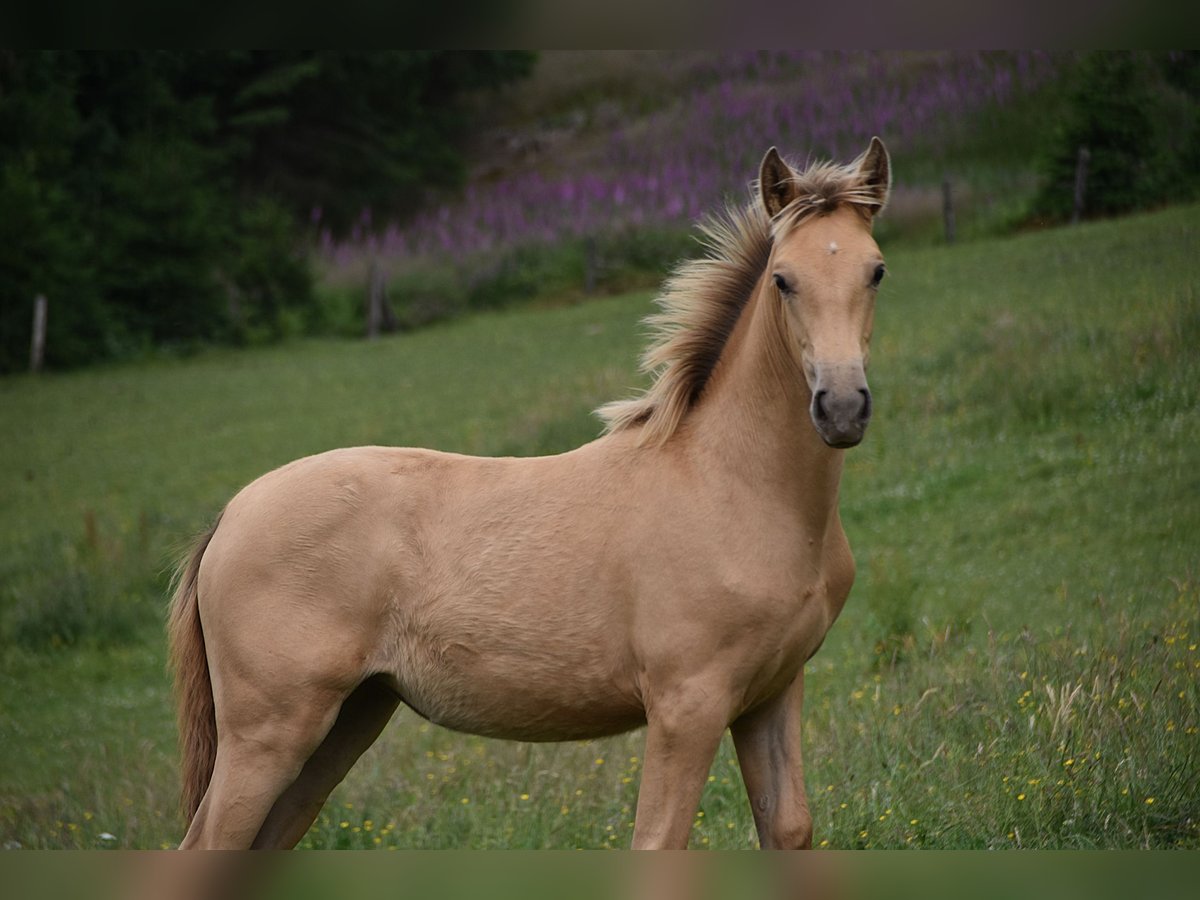Anglo European Studbook Mare  Pearl in Dochamps