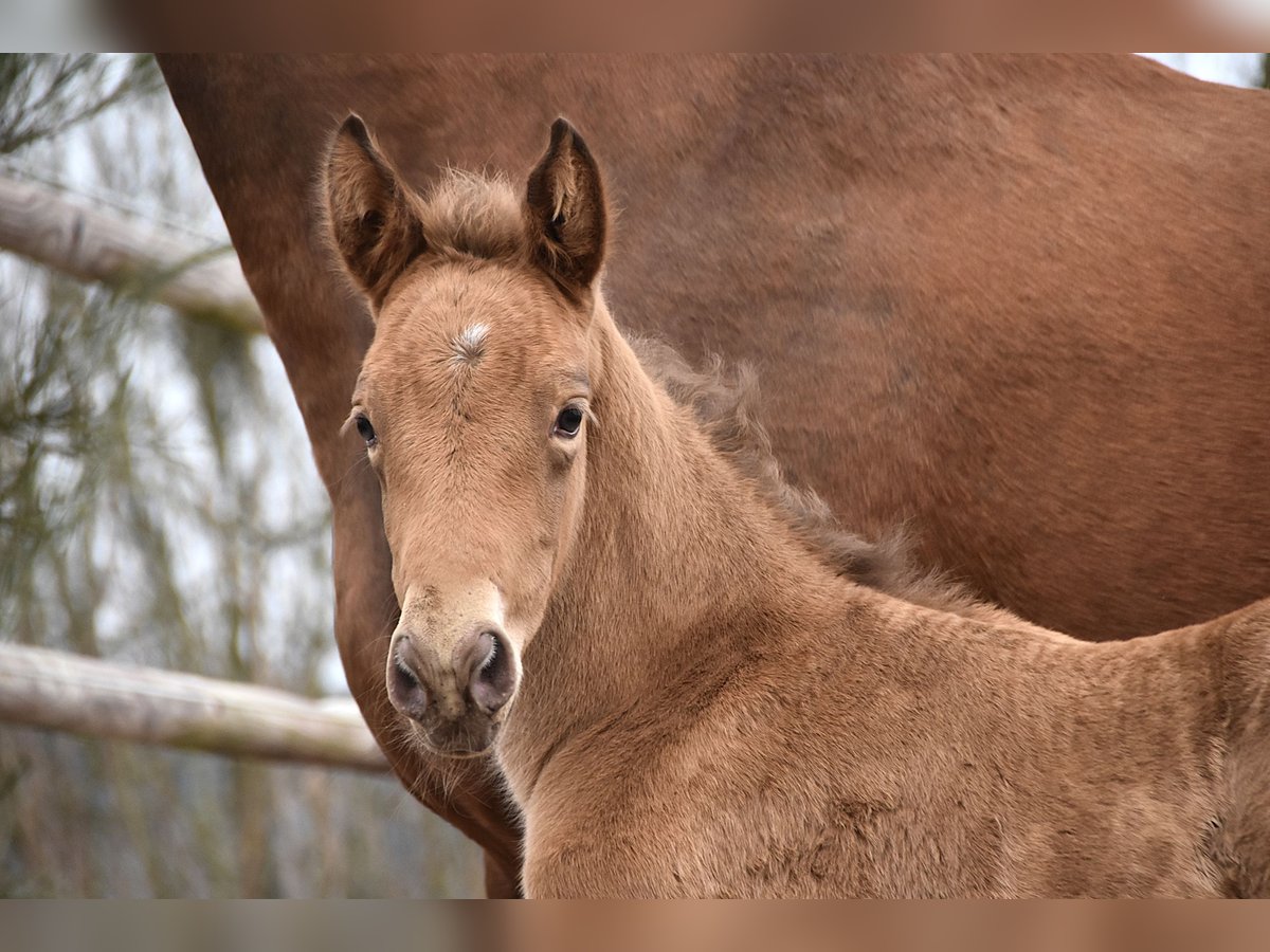 Anglo European Studbook Mare  Pearl in Dochamps