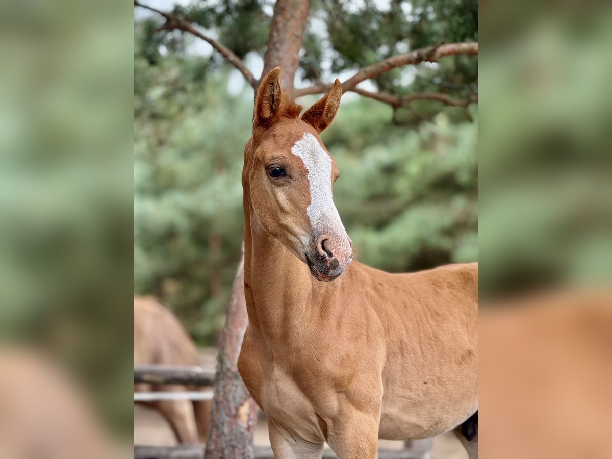 Anglo European Studbook Mare Foal (01/2025) in Ewelin