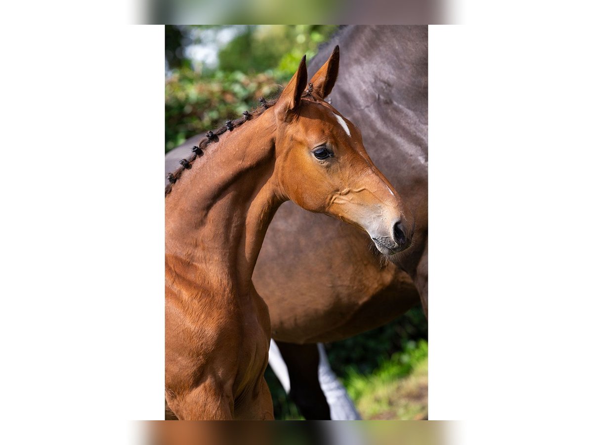 Anglo European Studbook Mare Foal (03/2025) in Heerde