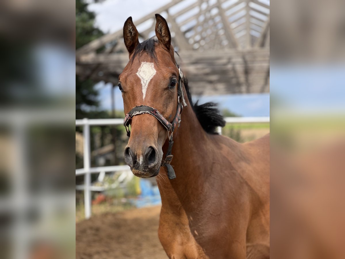 Anglo European Studbook Ogier 1 Rok 170 cm Gniada in Nowe Miasto